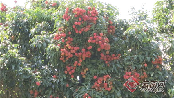 云南金平：热区水果提升热区经济