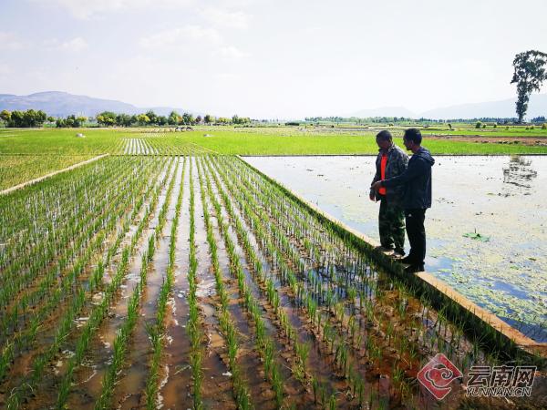 消减农业面源污染！云南江川区种植5000多亩生态水稻