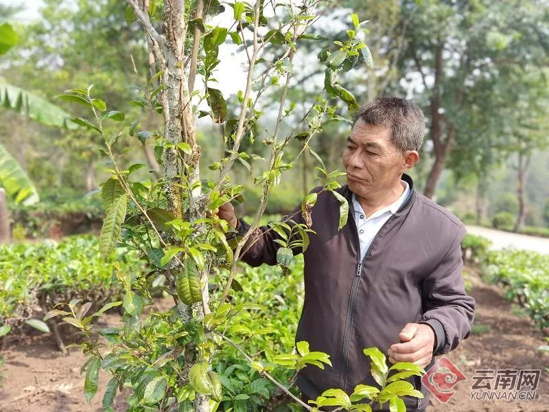 云南西盟茶园“好帮手” 茶农吃上绿色“生态饭”