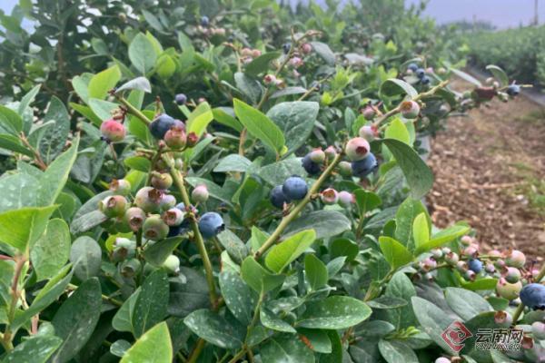【点赞曲靖发展】曲靖着力打造“绿色食品牌”蓝莓成为村民的“致富果”
