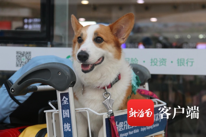 萌宠登机！三亚机场顺利完成首架宠物客舱包机运输任务