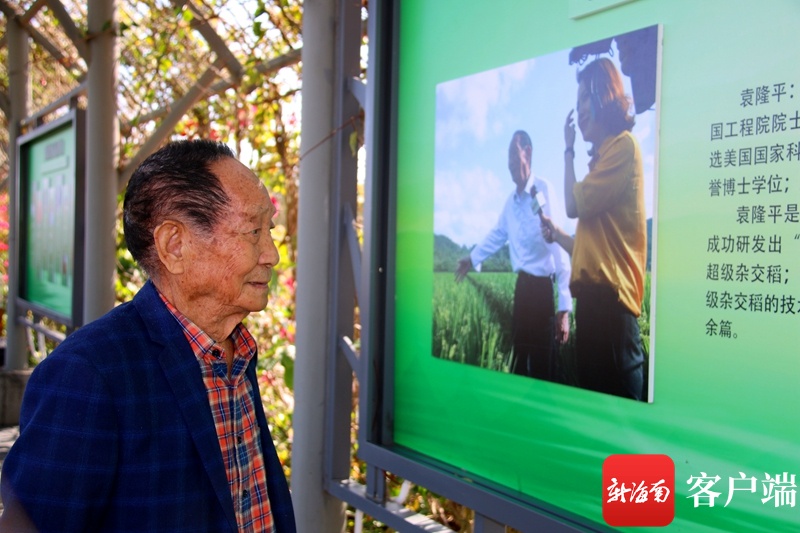 袁老对三亚海棠湾水稻国家公园示范点超级杂交水稻测产很满意
