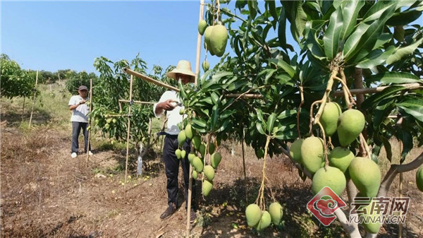 云南红河县：芒果产业培植初具规模