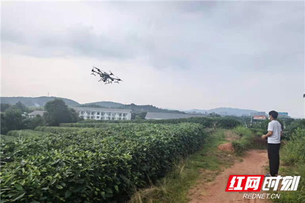 醴陵：无人机助力茶园 病虫害防治效果提升