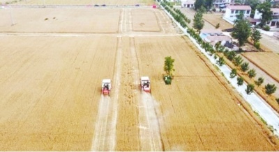 商丘 亩产破千斤900多万亩小麦开镰收割
