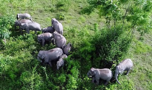 【云视角】走进西双版纳自然保护区，探秘亚洲象栖息地