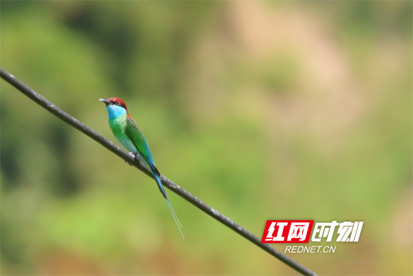中国最美小鸟蓝喉蜂虎“又双叒叕”现身南岳
