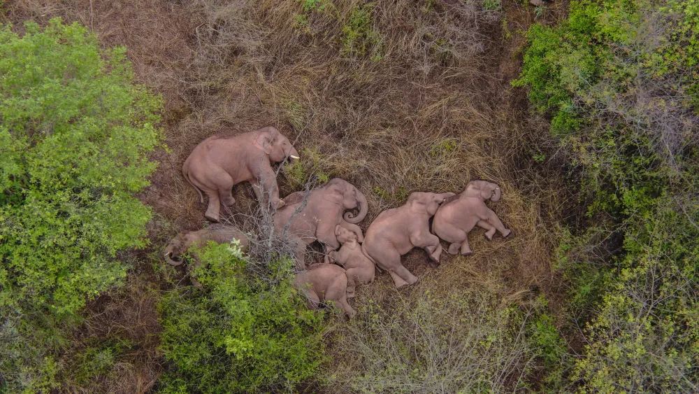 【亚洲象群迁徙追踪】“官民携手护象”正是生动的中国故事