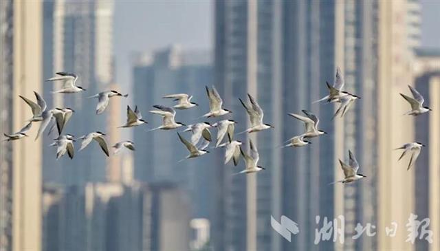 武汉重点区域5月观测到鸟类231种 大拟啄木鸟等三种鸟类为新发现记录
