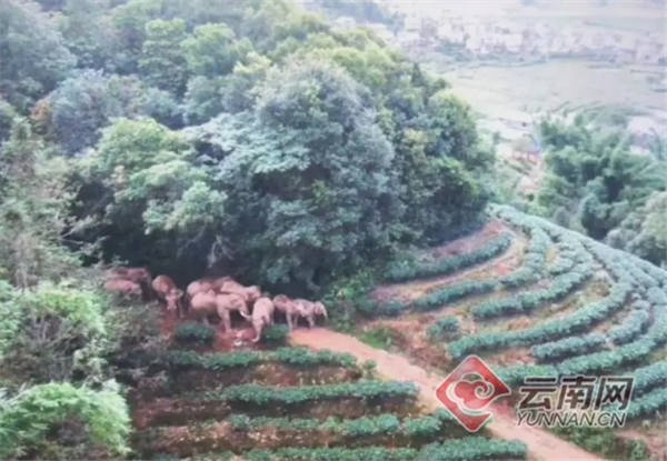 【亚洲象群迁徙追踪】北迁象群仍有3头大象生活在普洱 10年来当地已为大象肇事赔付1.3亿元