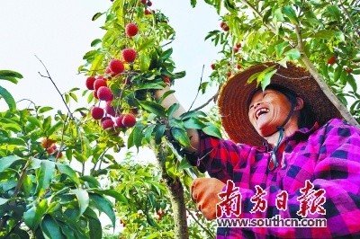 广东：产业基础进一步夯实 农业农村经济发展良好