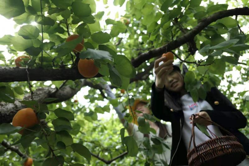 北京平谷北寨红杏熟了！采摘季将持续至7月中上旬