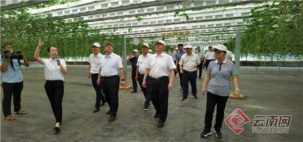 云南巧家马树镇建成全国最大夏季草莓基地