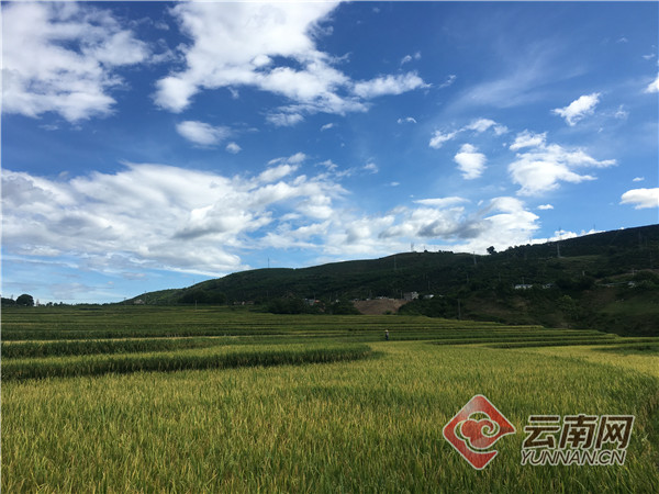 云南元江：多年生水稻长势喜人 一种双收实现年1吨以上亩产量