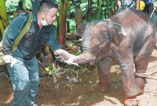 幼象腿部受伤滞留茶叶地中 被带回亚洲象救助中心