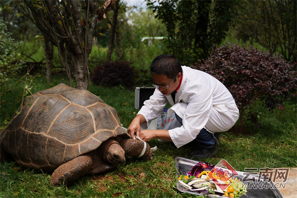 超过100公斤！云南野生动物园为象龟体检 征名活动同步开启