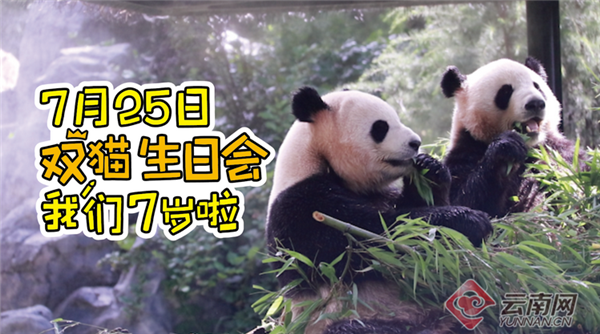 与大熊猫同乐！7月25日来昆赴“双猫生日会”