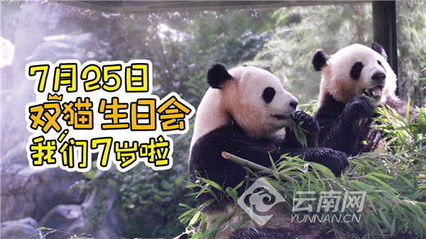 云南野生动物园国宝熊猫25日庆生 同日出生的市民免门票游玩