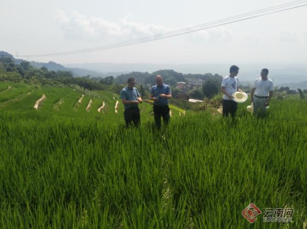 小基地“智创”水稻“芯”——记蓬勃发展的云南省农科院粮作所水富水稻种业科技创新基地