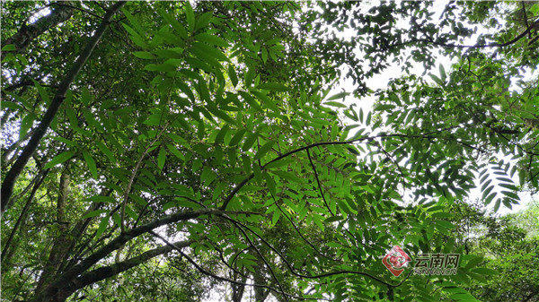 国家一级重点保护野生植物伯乐树又添新丁