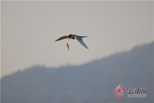 COP15丨湿地探访一级保护动物河燕鸥