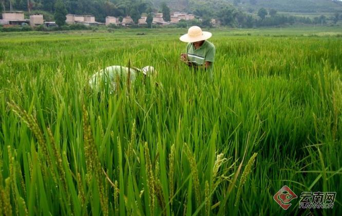 20余年倾力守护——云南野生稻保护利用迈新步