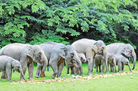 世界大象日 18头亚洲象快乐享“大餐”