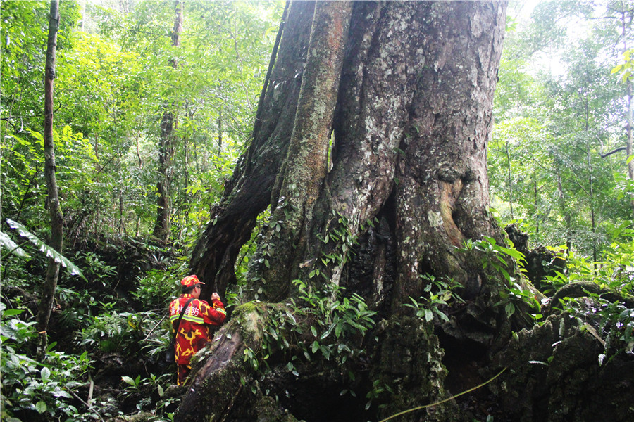 【网聚云南 相约COP15】马关古林箐：全国面积最大的蚬木林