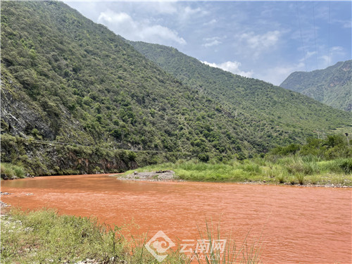 【网聚云南 相约COP15】云南省易门县发现箭叶大油芒野生种群