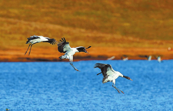 从人鹤争地到人退鹤来——云南大山包黑颈鹤国家级自然保护区促进人与自然和谐共处纪实
