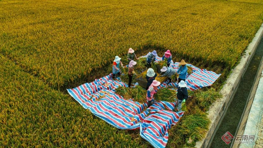 袁隆平超级稻蒙自基地连续四年百亩片平均亩产超1100千克