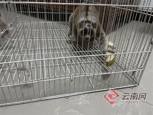 云南德宏：警民协力救助国家一级保护动物蜂猴