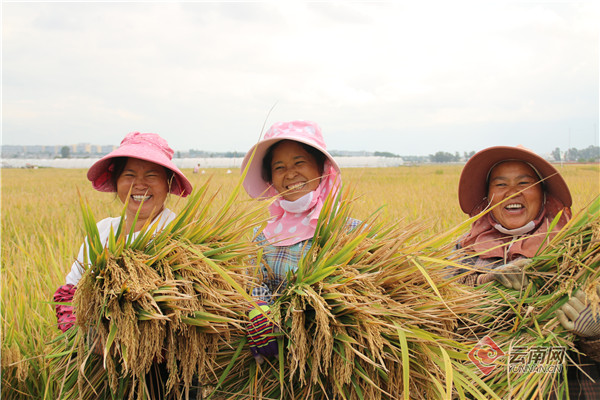 云南个旧超级杂交水稻亩产达1087公斤 连续7年亩产超千斤