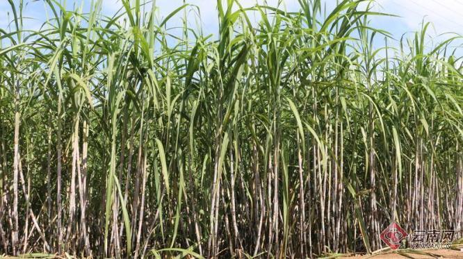 南伞糖业：甘蔗精细化管理促农增收