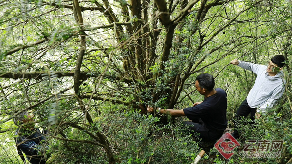 施甸县发现国家一级保护野生植物须弥红豆杉种群
