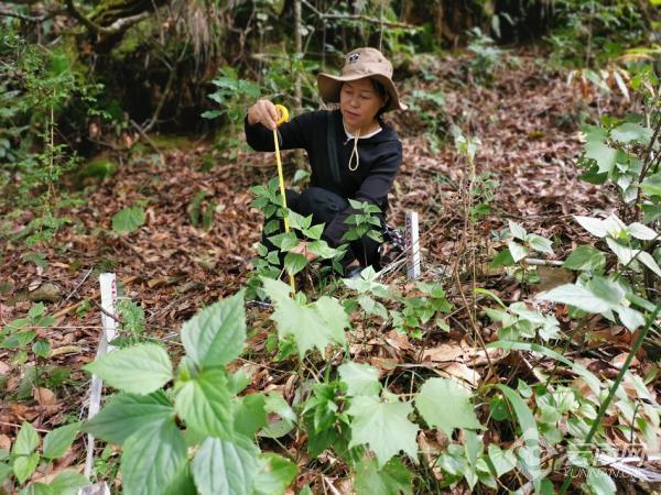 25年在密林中“摸爬滚打”，她把芳华献给高黎贡山