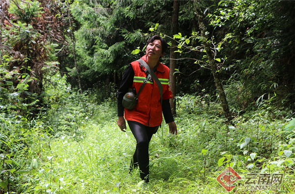 云南龙陵县选聘674名生态护林员守护绿水青山