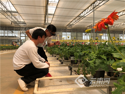 云南这个农业产业园打造全国首个数字花卉全产业链平台