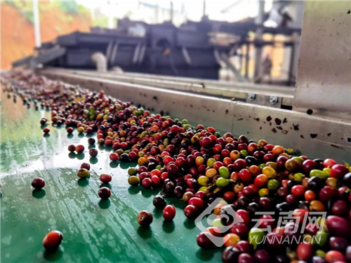 云南思茅：优化咖啡加工工艺 破解污水处理难题
