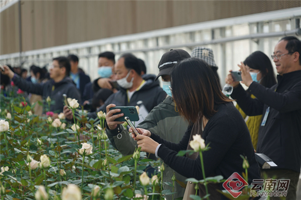 云南省“10大名花”宣传推介活动在开远举行