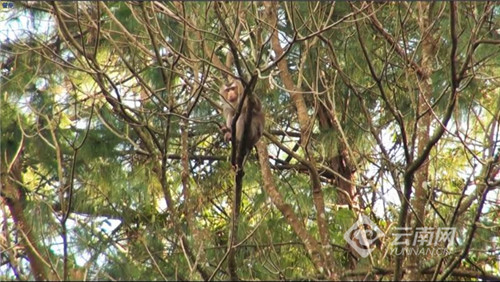 超可爱！国家保护动物豚尾猴现身宁洱县同心镇