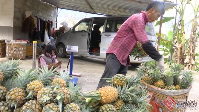 云南金平万亩香菠萝上市啦！