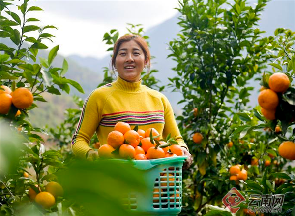 云南南涧：做大板桥村沃柑产业 实现增收富民