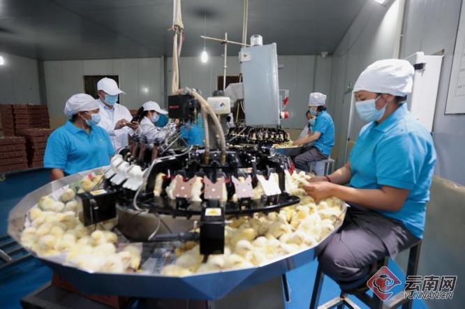 这个公司成为云南省最大的蛋种鸡生产企业