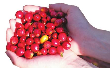 云南咖啡迎来春天 今年咖啡生豆平均价格30元/公斤