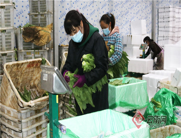 云南马龙：企业献爱心！又将30吨新鲜蔬菜运往上海