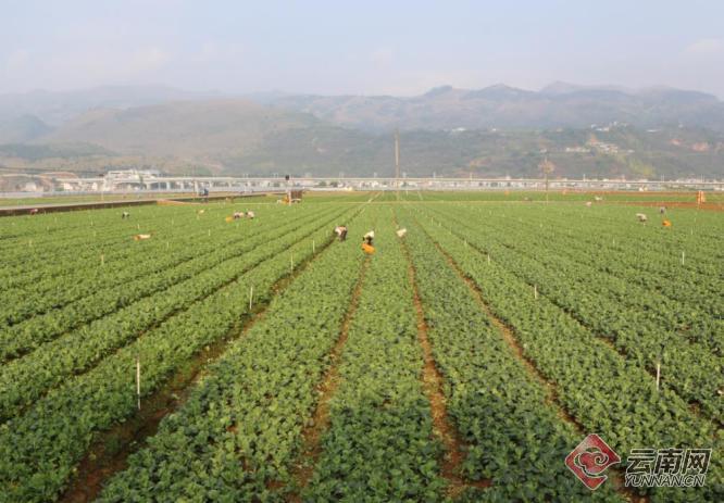 云南弥勒：标准化出口蔬菜创汇1200万元
