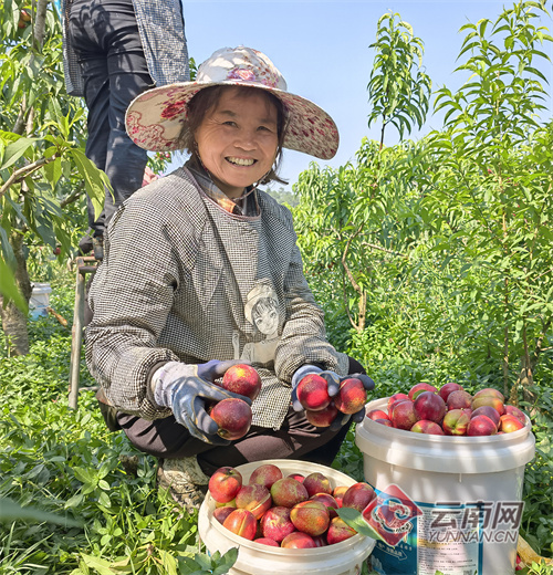云南通海：水果成熟迎丰收 五一邀您来采摘