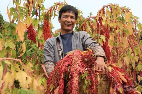 “超级谷物”藜麦在宁洱县试种成功