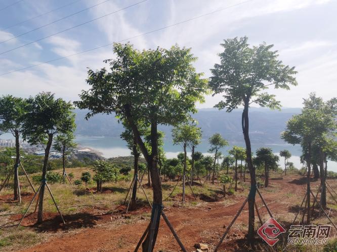 成活率达95%！白鹤滩水电站巧家库区移栽保护数千株古树名木